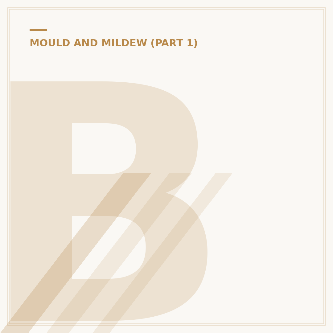 Bleach Mould: How to Safely Remove and Prevent It