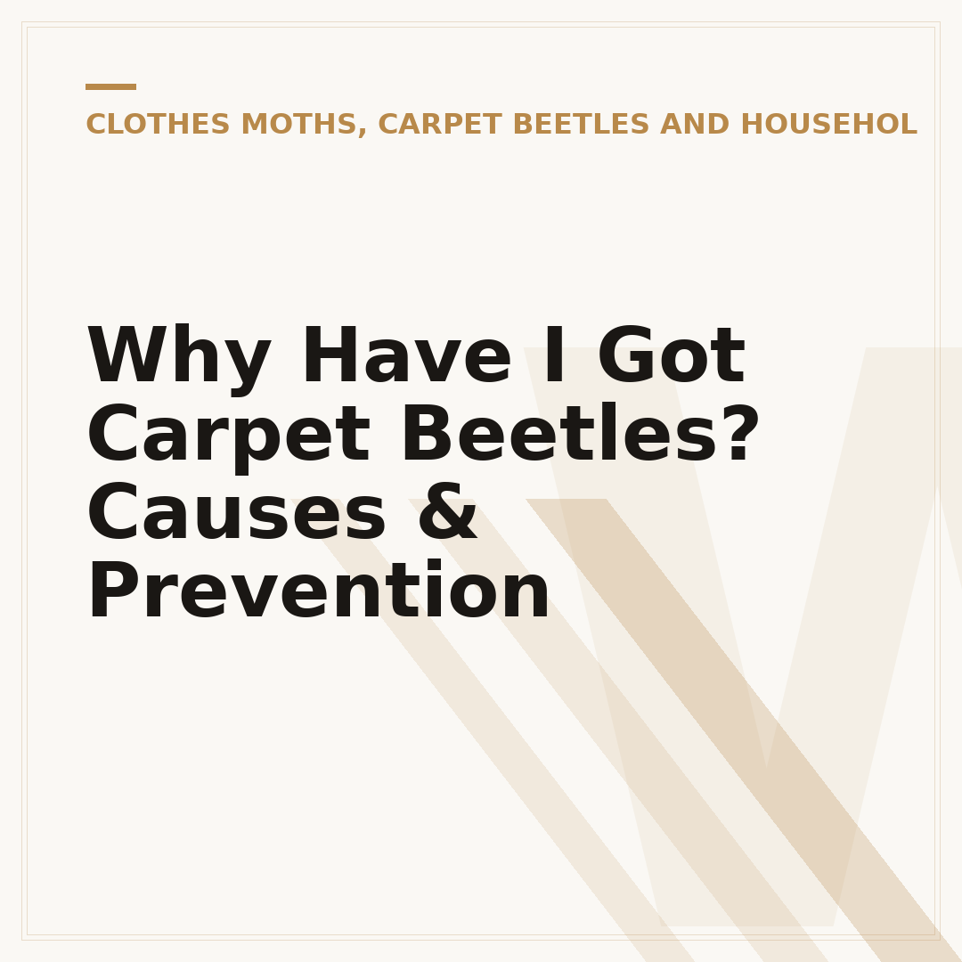 Why Have I Got Carpet Beetles? Causes & Prevention