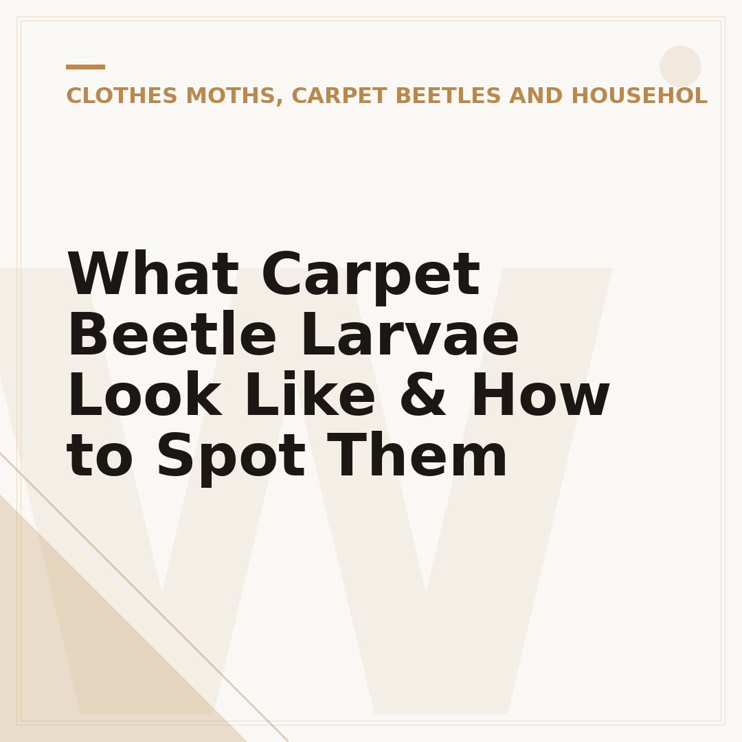 What Carpet Beetle Larvae Look Like & How to Spot Them