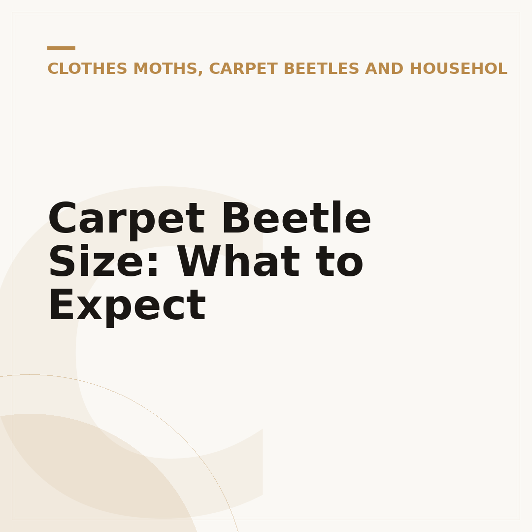 Carpet Beetle Size: What to Expect