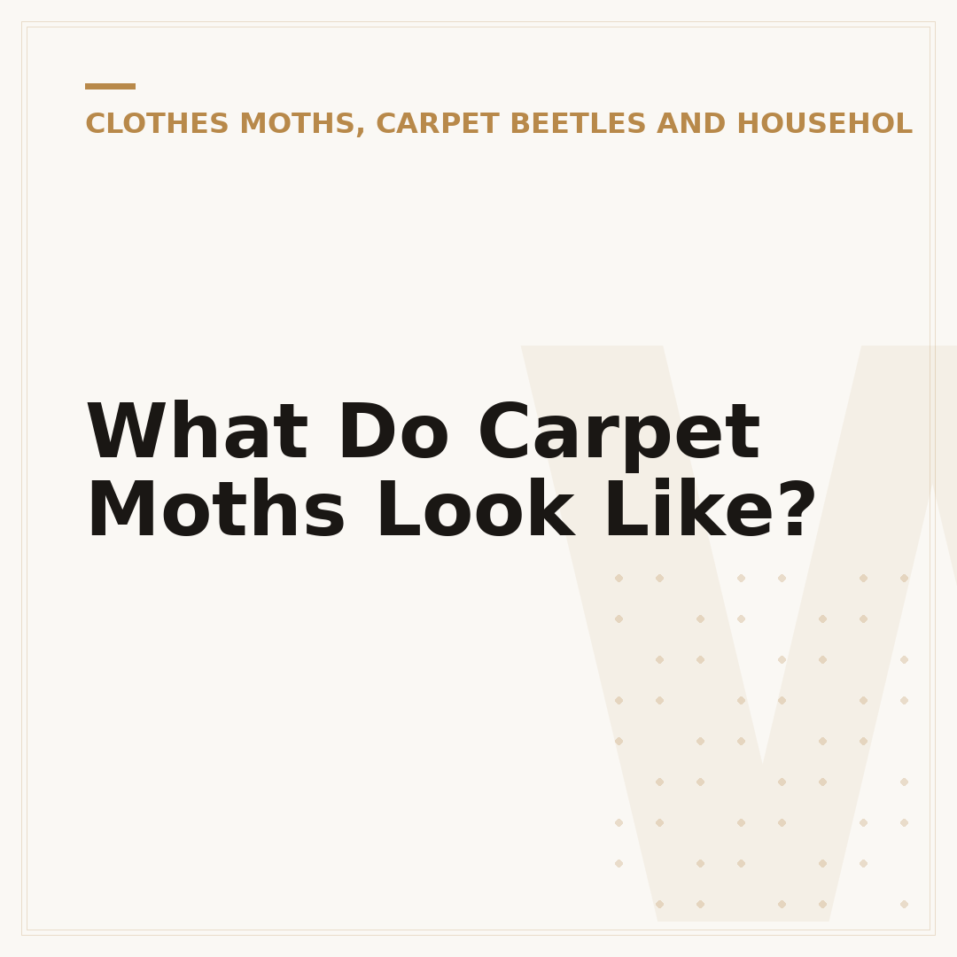 What Do Carpet Moths Look Like?