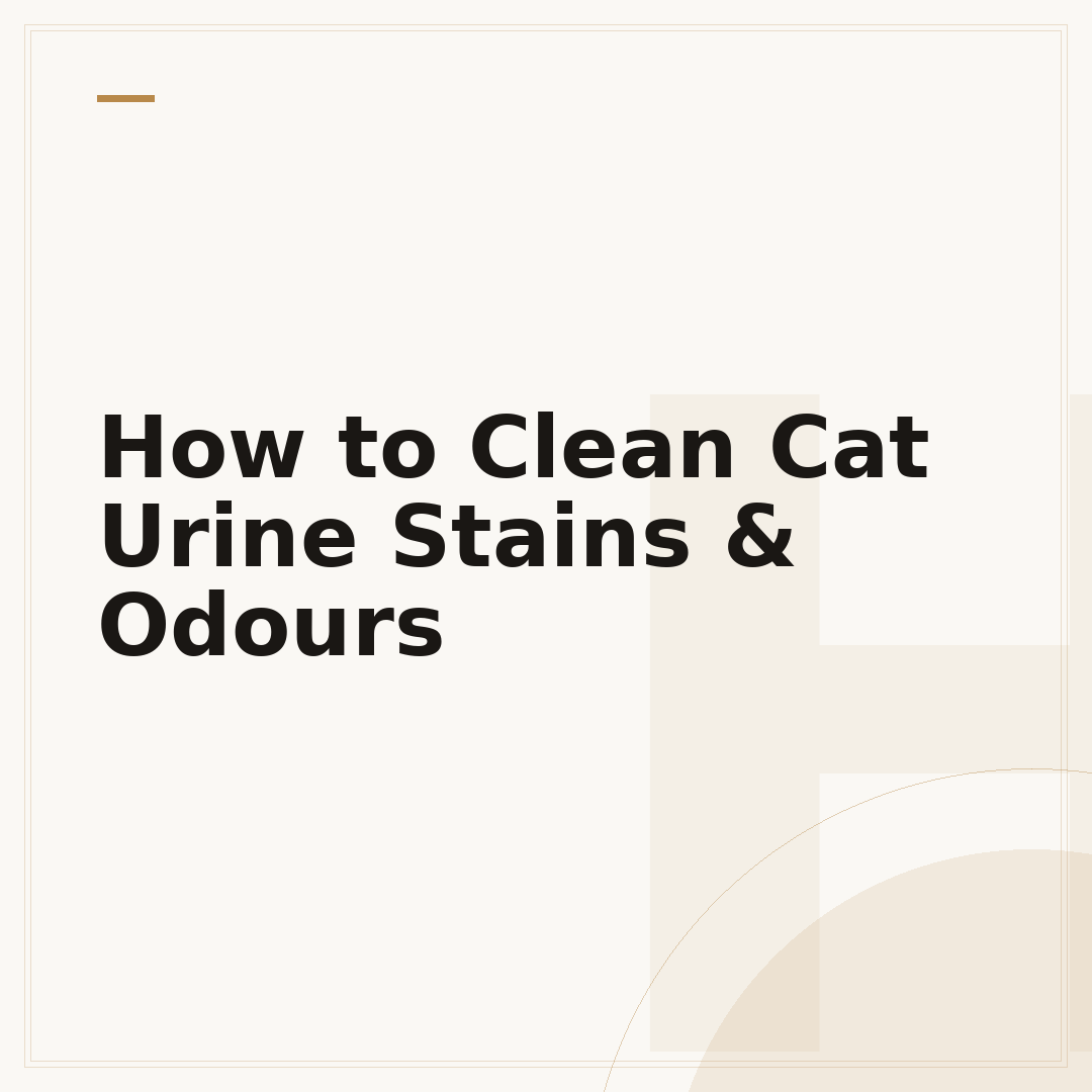 How to Clean Cat Urine Stains & Odours
