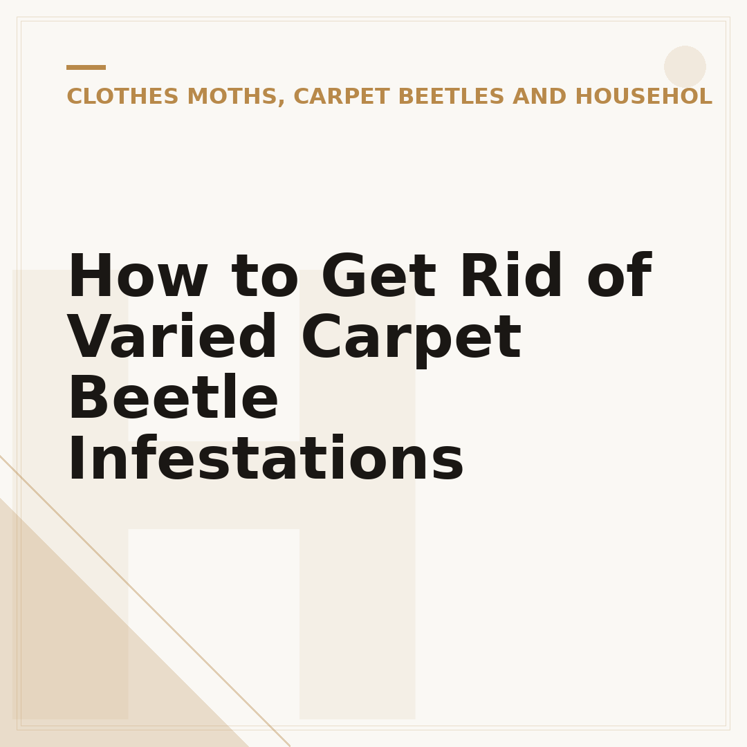How to Get Rid of Varied Carpet Beetle Infestations