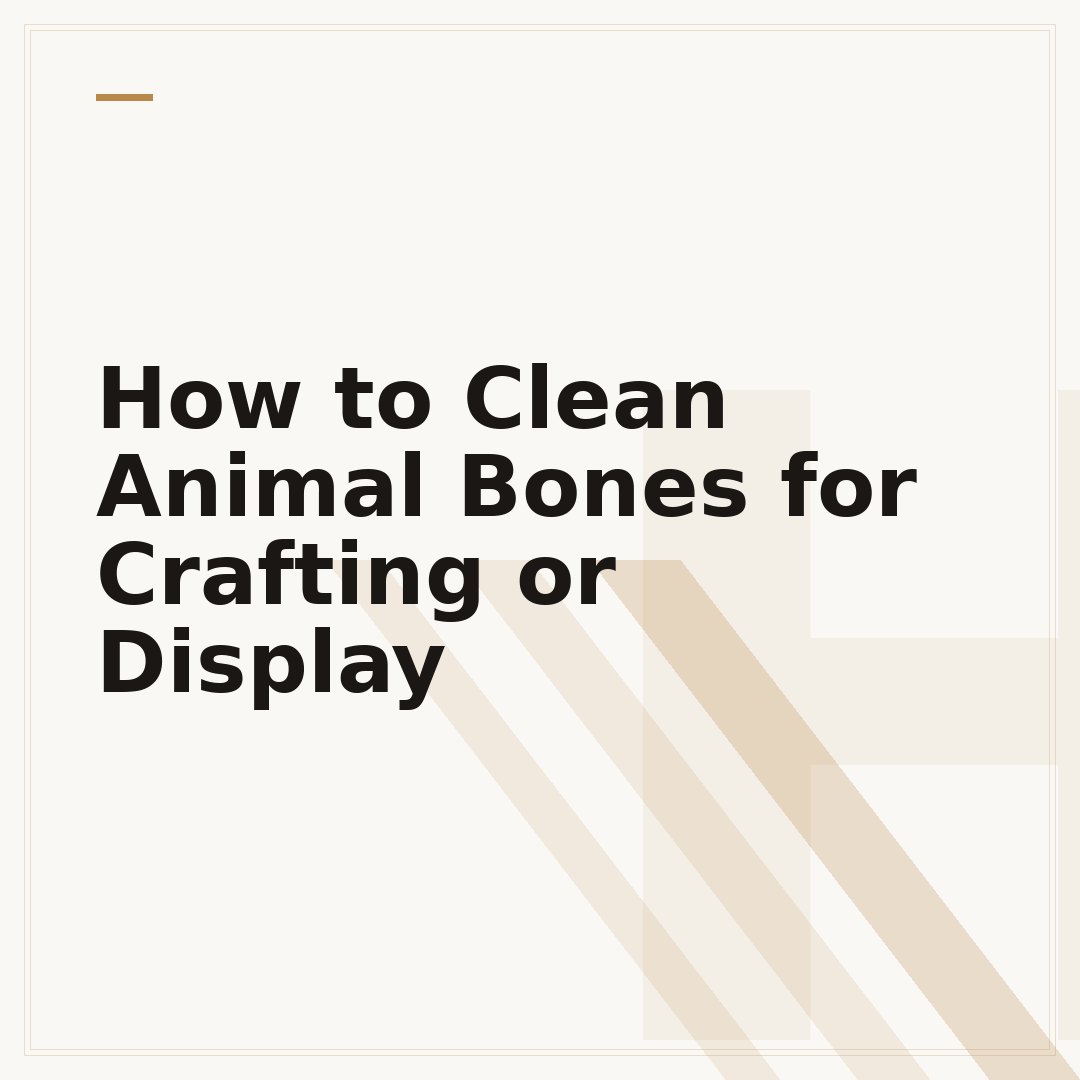 How to Clean Animal Bones for Crafting or Display