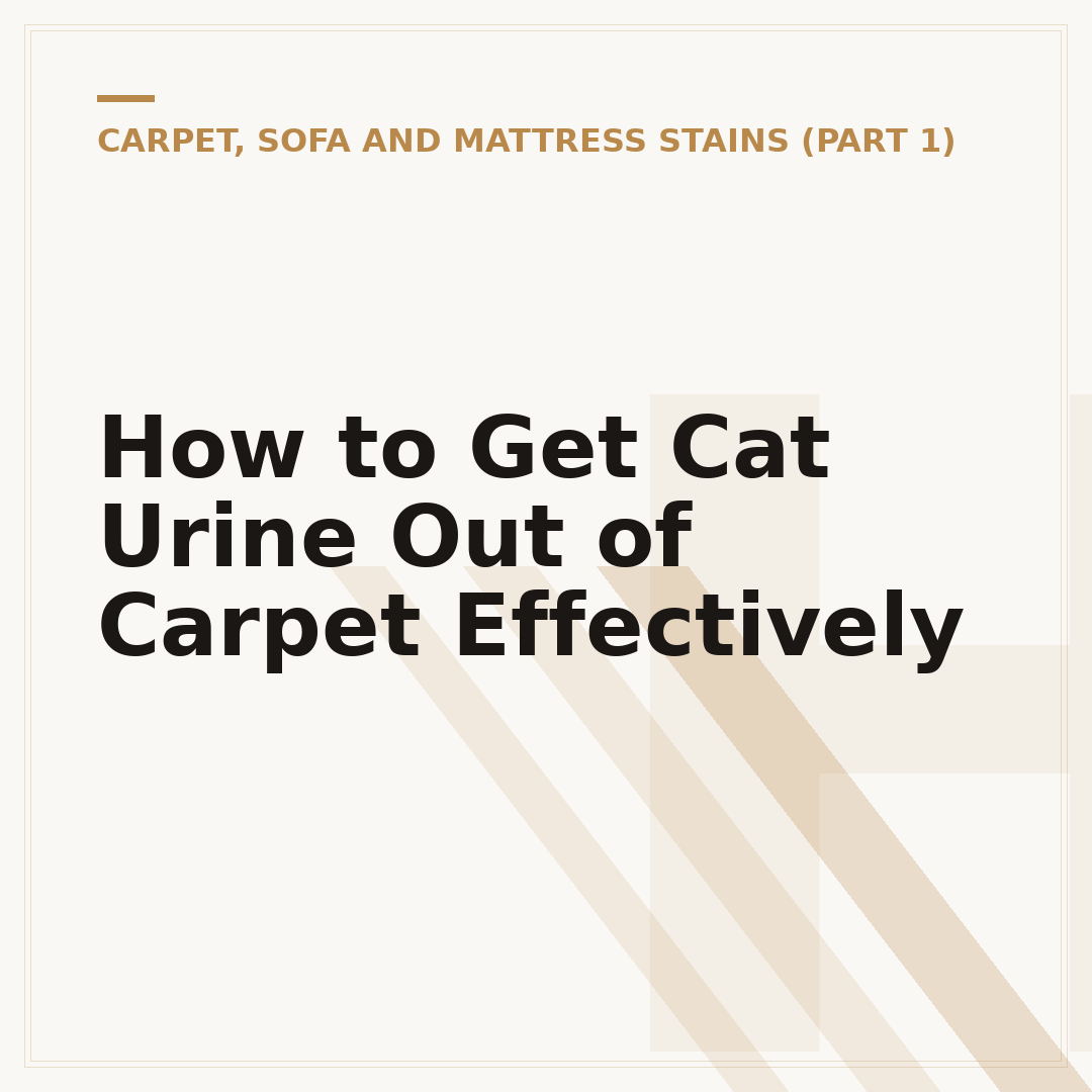 How to Get Cat Urine Out of Carpet Effectively