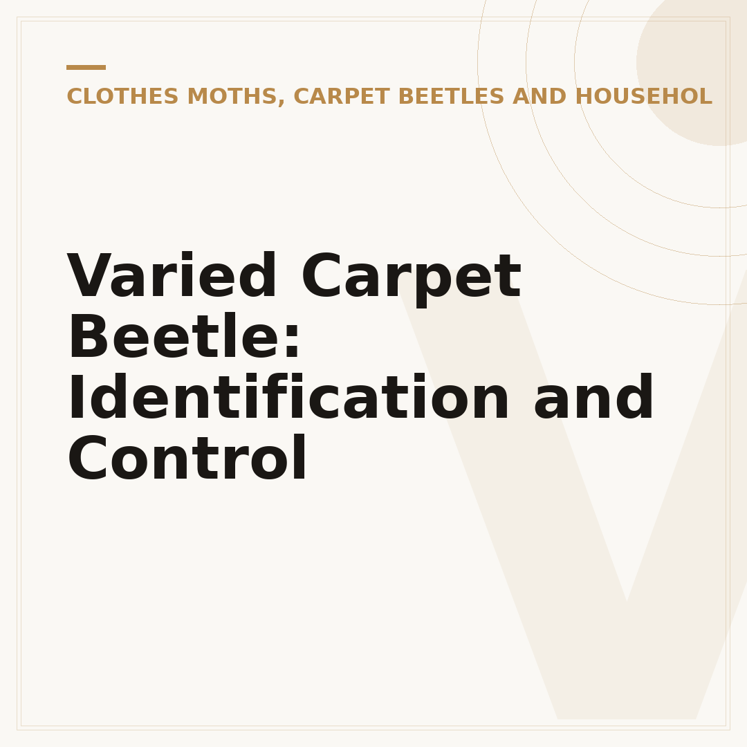 Varied Carpet Beetle: Identification and Control
