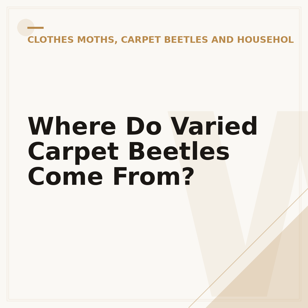 Where Do Varied Carpet Beetles Come From?
